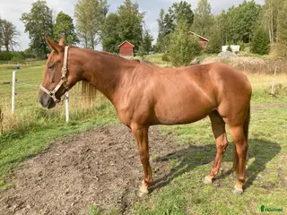 hästar Fölsto - Annons 1