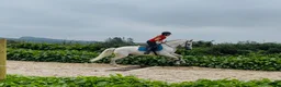 Allround hästar till salu: Gorgeous Connemara gelding - Annons 9