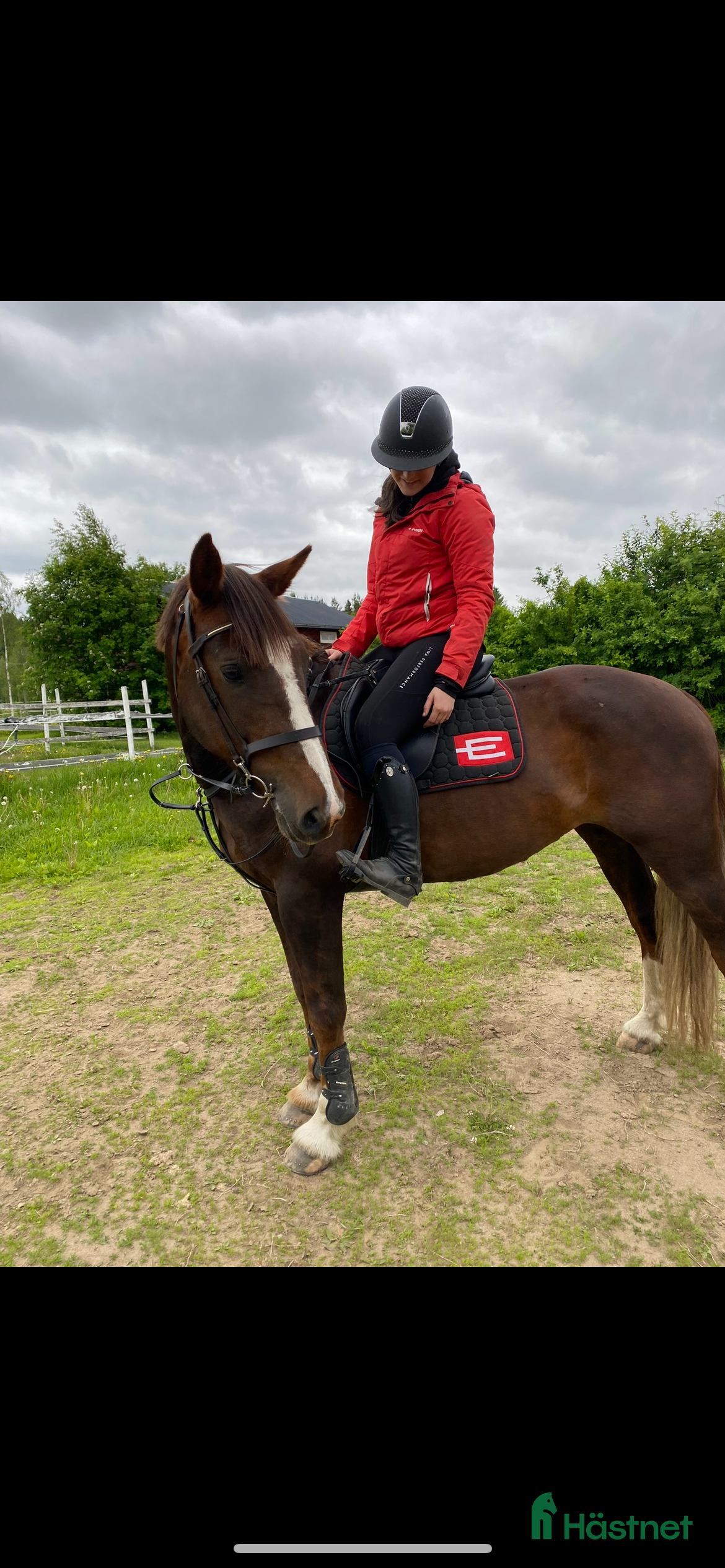  hästar Irländskt sto i Vindeln - Annons 18