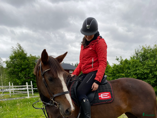 hästar Irländskt sto i Vindeln - Annons 21