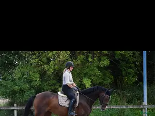 medryttarhäst finnes: Rutinerad ryttare sökes till dressyrsto - Annons 2