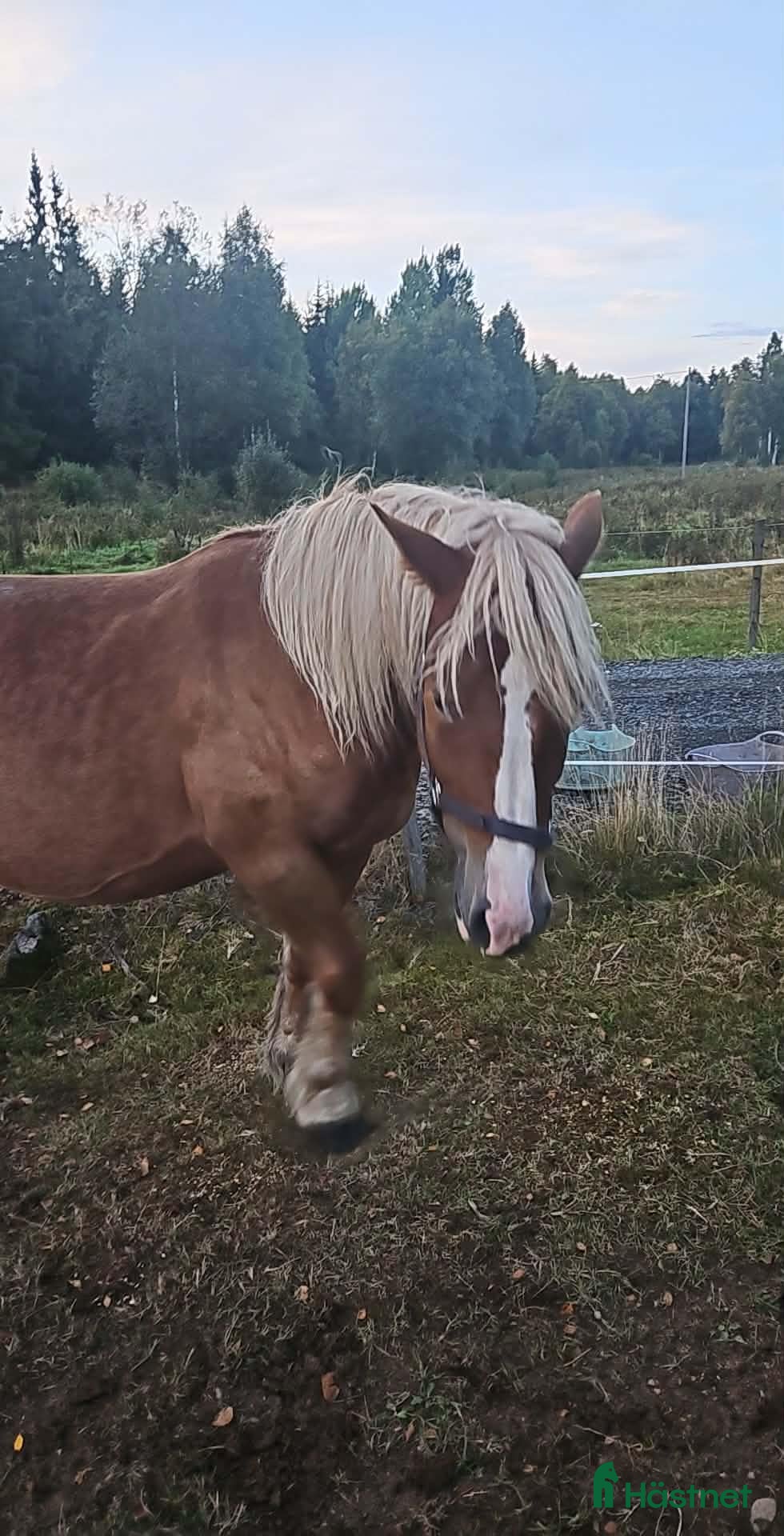  hästar Mysigt ardennersto - Annons 12