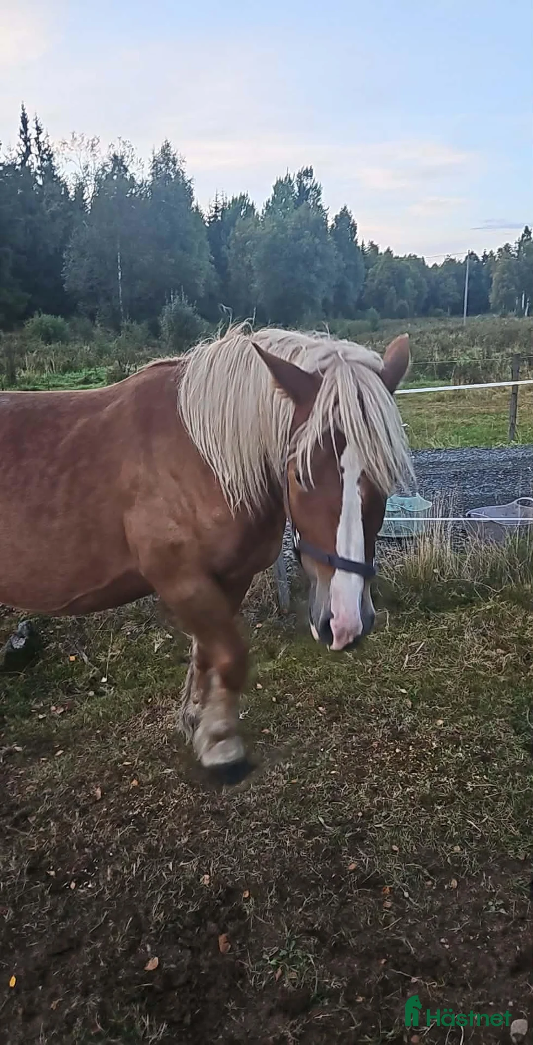 Allround hästar till salu: Mysigt ardennersto i Tenhult - Annons 1