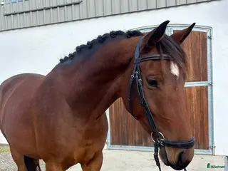 hästar Fint sto efter Totilas Ampere - Annons 19