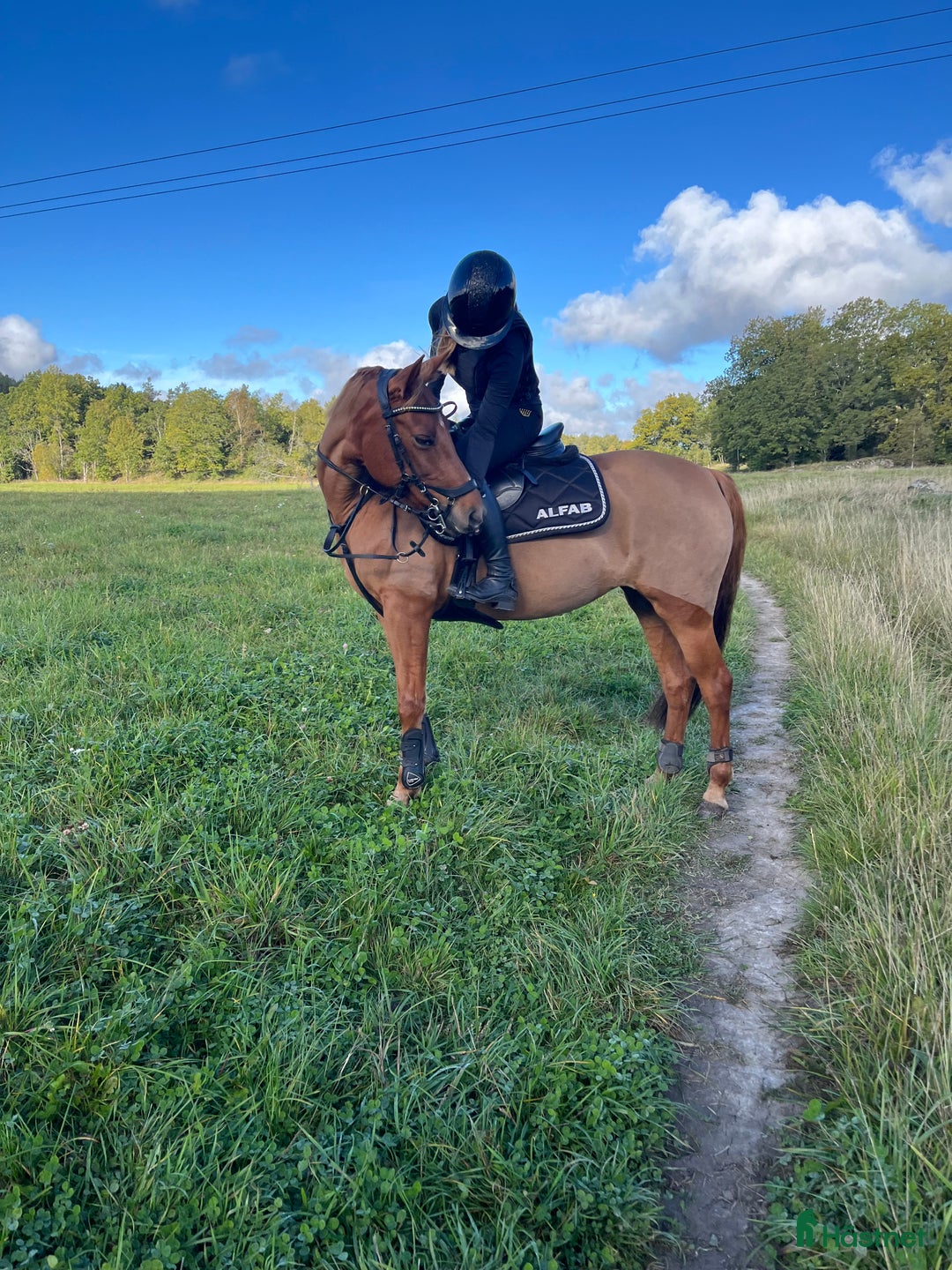 Allround hästar till salu: Allroundponny med stor personlighet❤️ i Huddinge - Annons 3