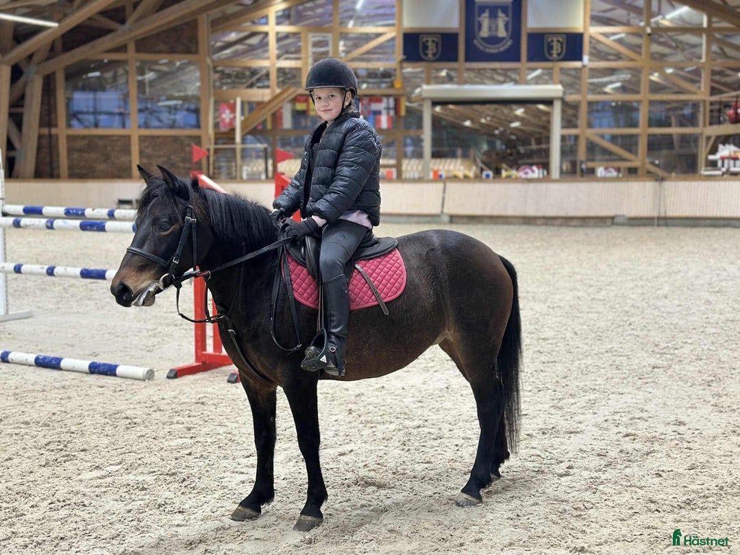 Hoppning hästar till salu: Beautiful and calm zemaitukas mare  i Ekerö - Annons 4