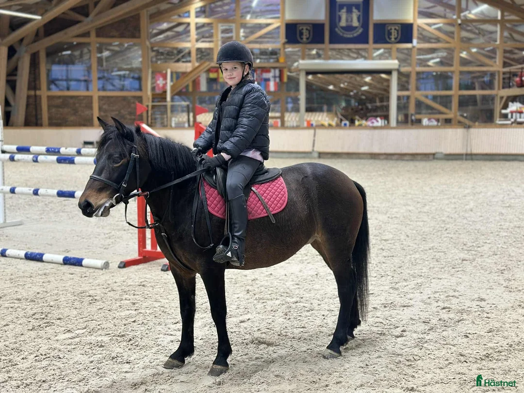 Hoppning hästar till salu: Beautiful and calm zemaitukas mare  - Annons 4