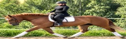 Allround hästar till salu: Fantastic Mother & Daughter partner for everybody  - Annons 1