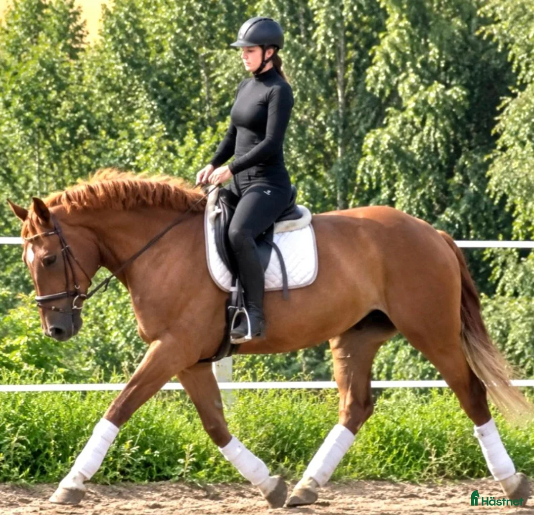 Allround hästar till salu: Fantastic Mother & Daughter partner for everybody  - Annons 1