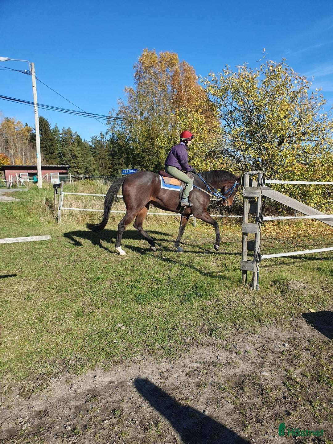 Allround hästar till salu: Snäll fullblodsvalack i Rimbo - Annons 2