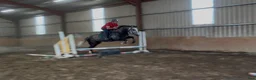 Allround hästar till salu: Irish Draught gelding 168cm - Annons 17
