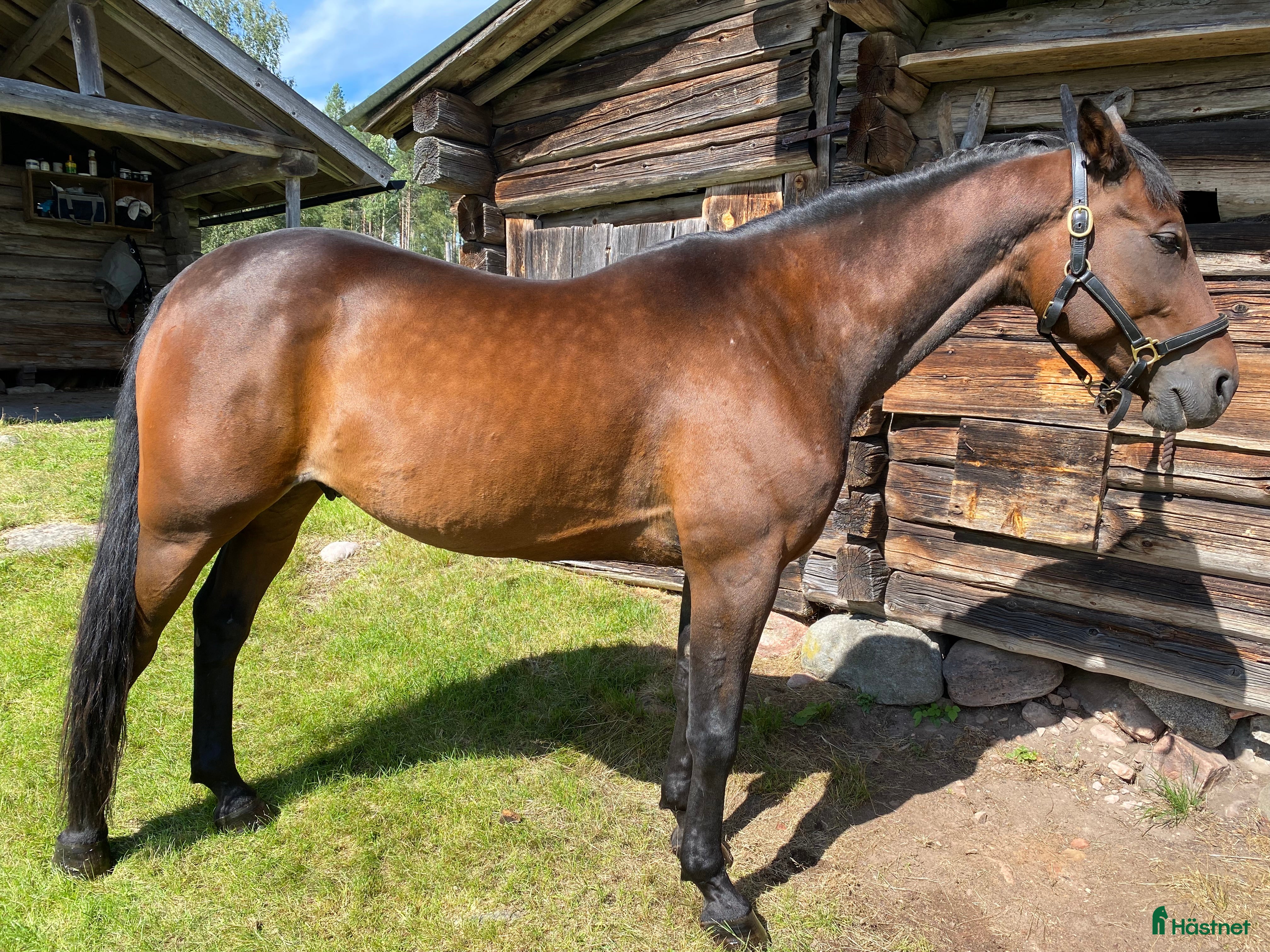  hästar Supersnäll hobbyhäst/sällskap - Annons 1