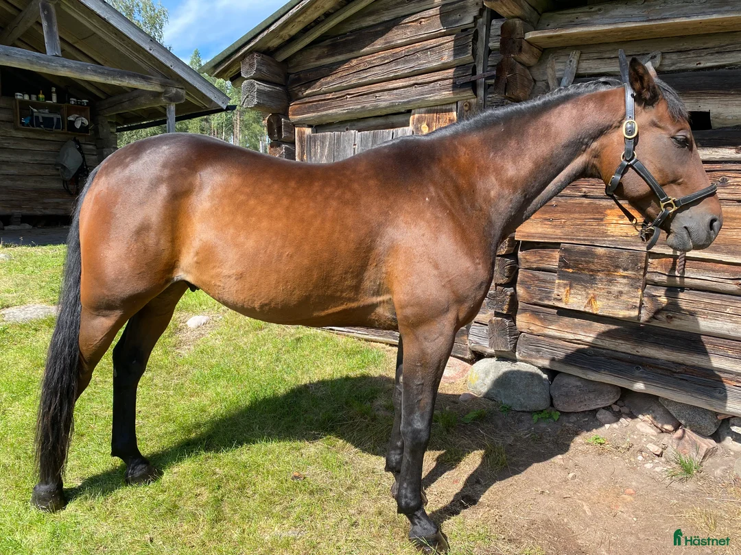 Sällskap hästar till salu: Supersnäll hobbyhäst/sällskap - Annons 1