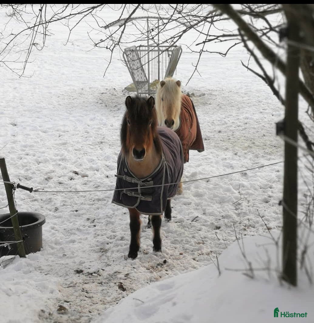  hästar Extremt snällt sto.  i Södertälje - Annons 9