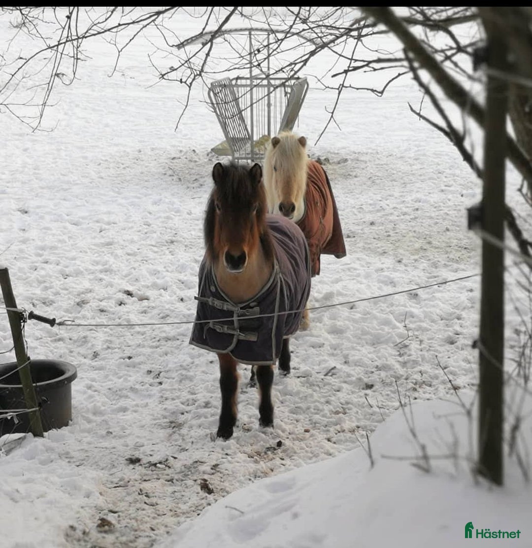Island hästar till salu: Extremt snällt sto.  i Södertälje - Annons 1