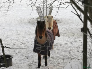 hästar Extremt snällt sto. i Södertälje - Annons 1