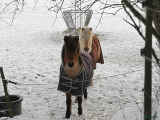 hästar Extremt snällt sto. i Södertälje - Annons 14