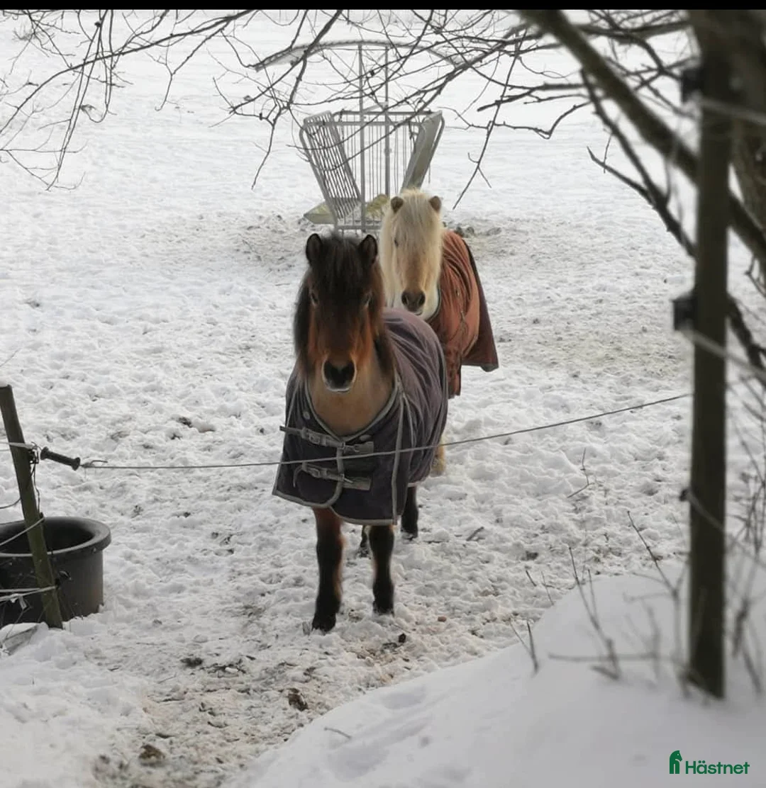 Island hästar till salu: Extremt snällt sto.  i Södertälje - Annons 1