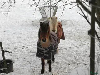 hästar Extremt snällt sto. i Södertälje - Annons 11