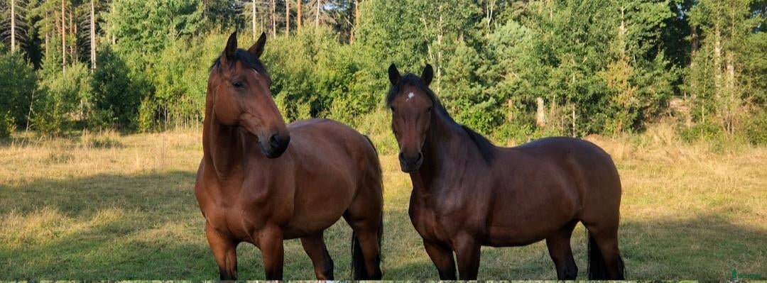  stallplats Lösdriftsplats  - Annons 4