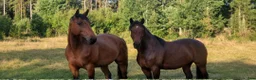  stallplats finnes: Lösdriftsplats  - Annons 1