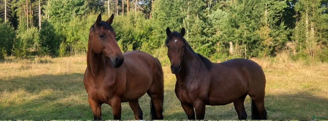  stallplats finnes: Lösdriftsplats  - Annons 1