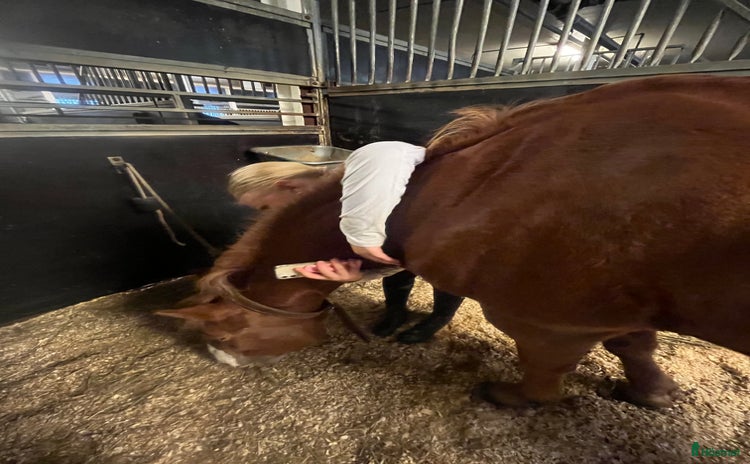  medryttarhäst sökes i Bromma - Annons 17