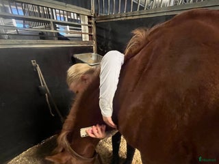 medryttarhäst sökes: Söker medryttarhäst! - Annons 1