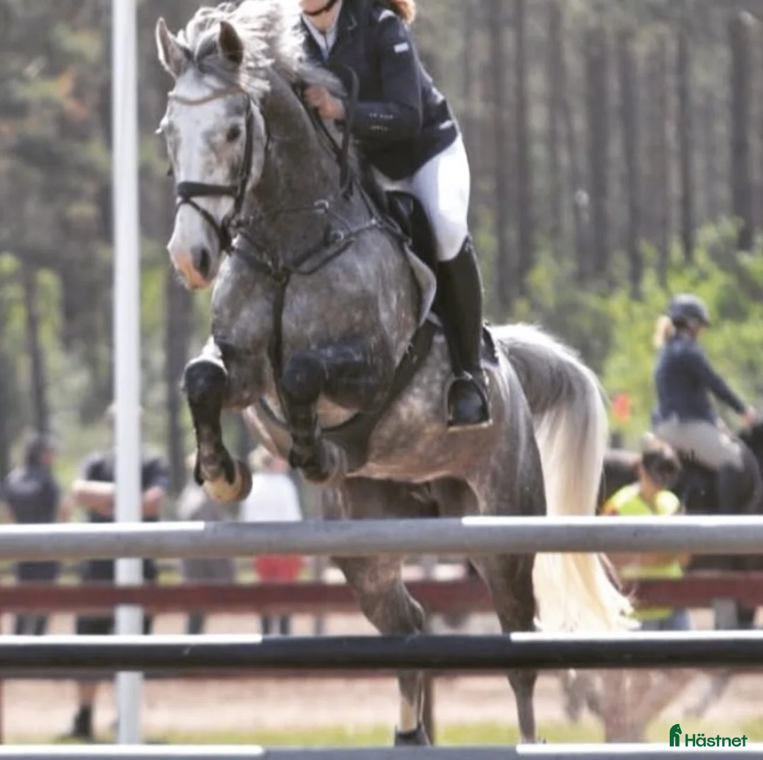 Allround hästar till salu: Perfekt mor och dotter häst - Annons 2