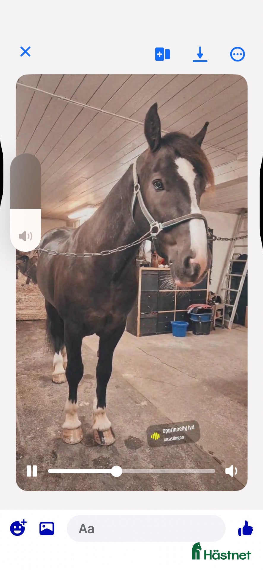  hästar Flott kaldblodstraver - Annons 15