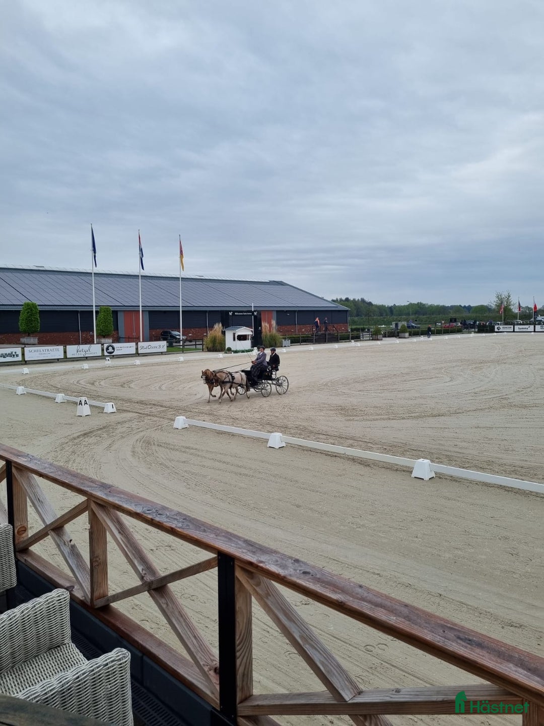 Körning hästar till salu: Välmeriterad körponny i Vittsjö - Bild 1