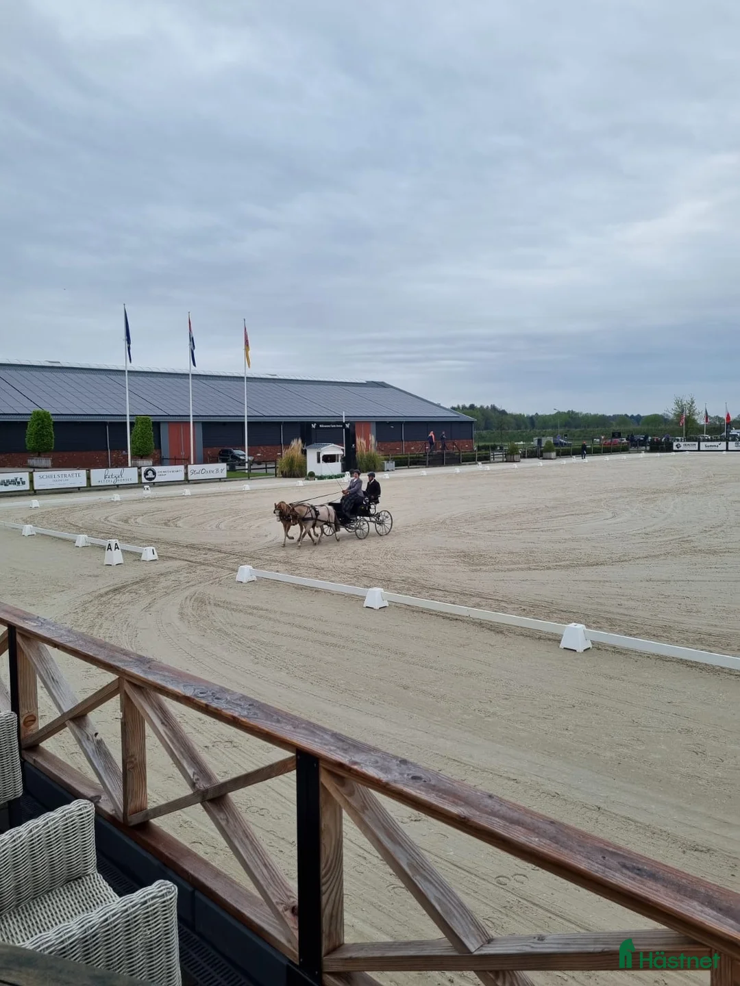 Körning hästar till salu: Välmeriterad körponny i Vittsjö - Annons 1