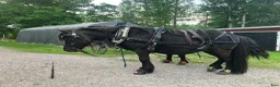 Övrigt hästar till salu: Musblack hingstföl född 21/5 i Strömsholm - Annons 5