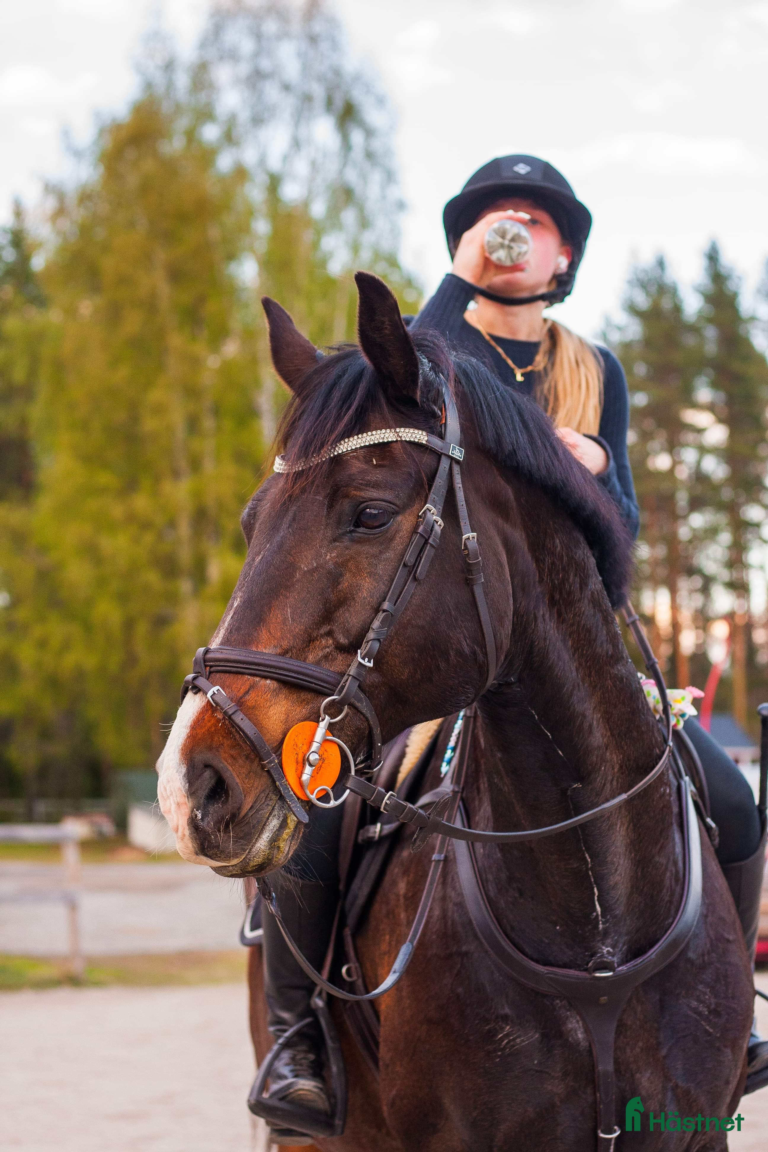  hästar Läromästare söker ny bästavän  i Luleå - Annons 2