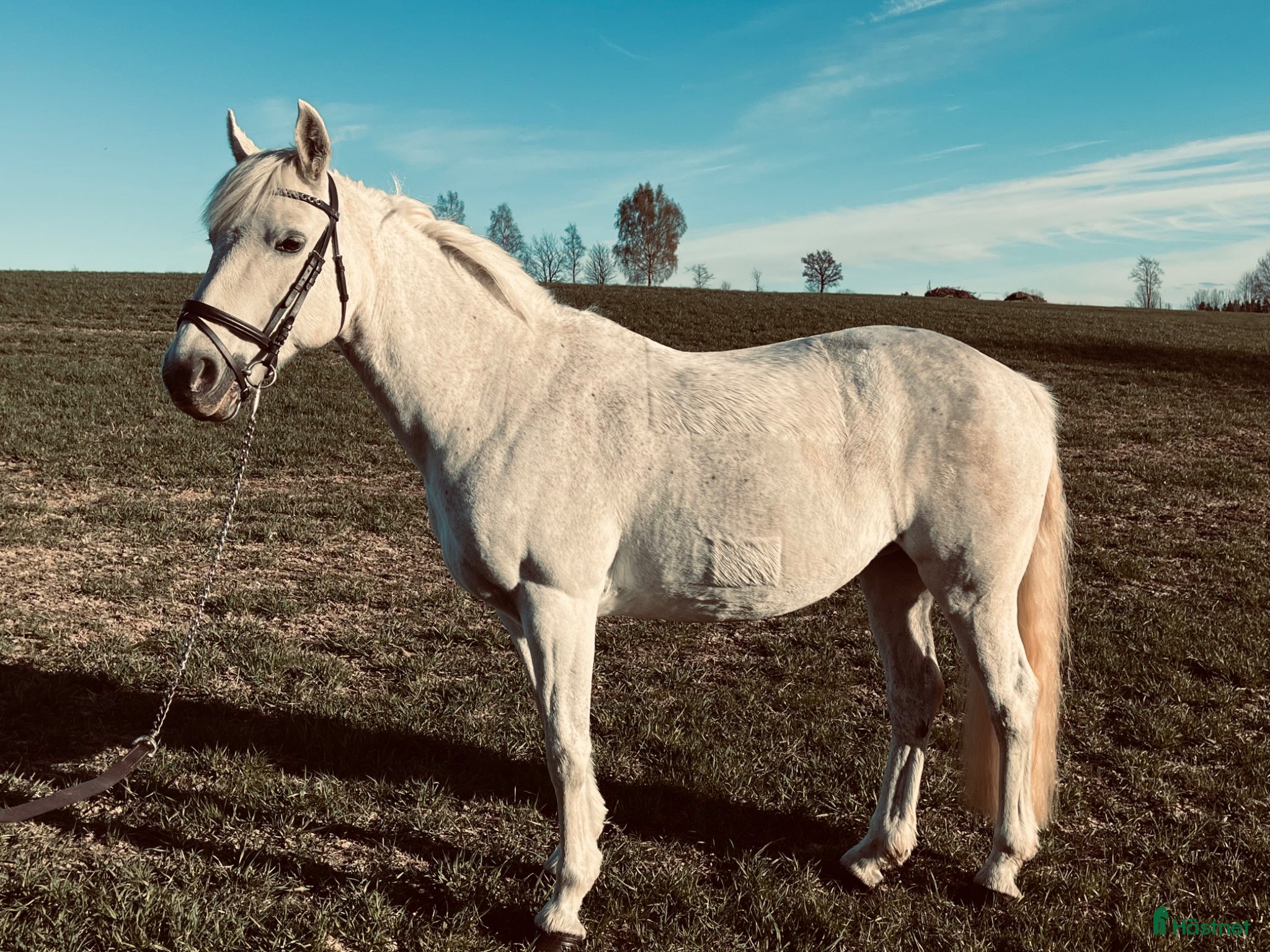  hästar Fantastisk fin mor-dotter häst ❤️ - Annons 2