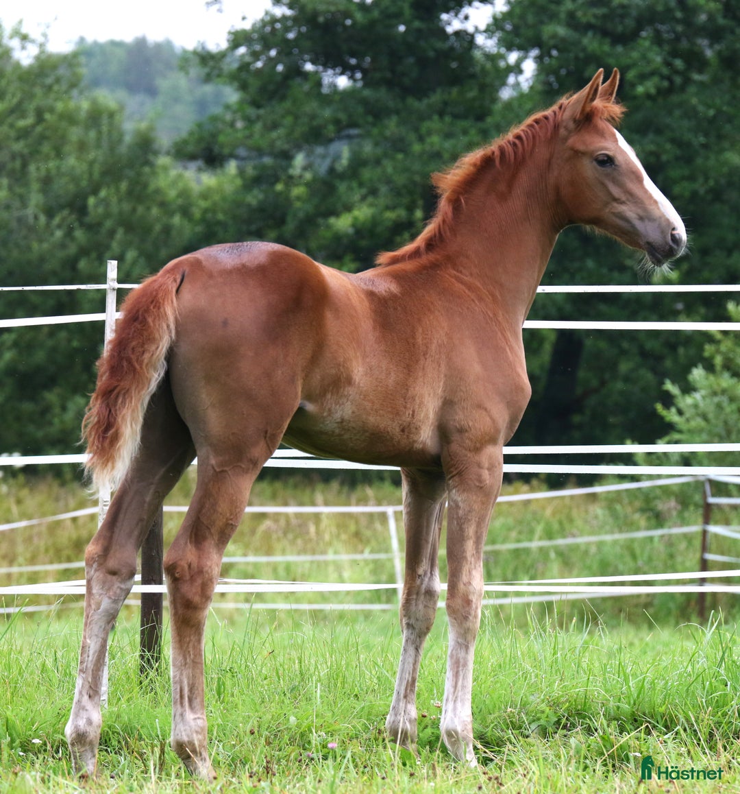 Dressyr hästar till salu: Charmigt sto e. Dutch Dream i Dyltabruk - Annons 5