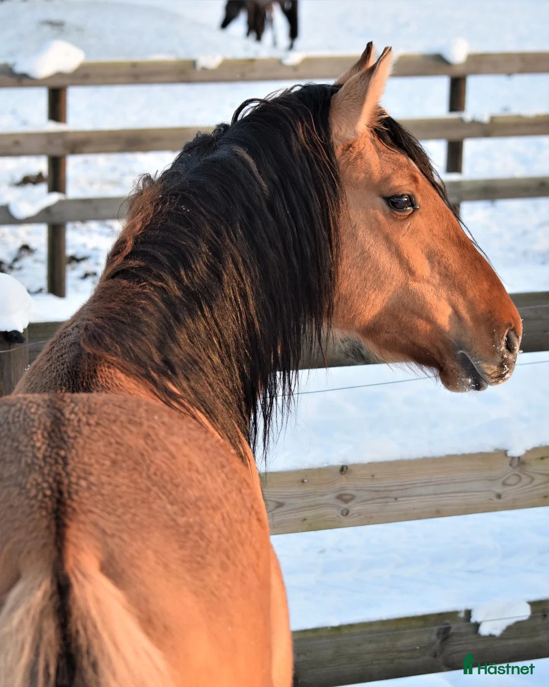 Allround hästar till salu: Unghäst Kigermustang  - Annons 2