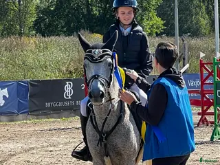 hästar Balla Bella söker ny kompis! - Annons 18