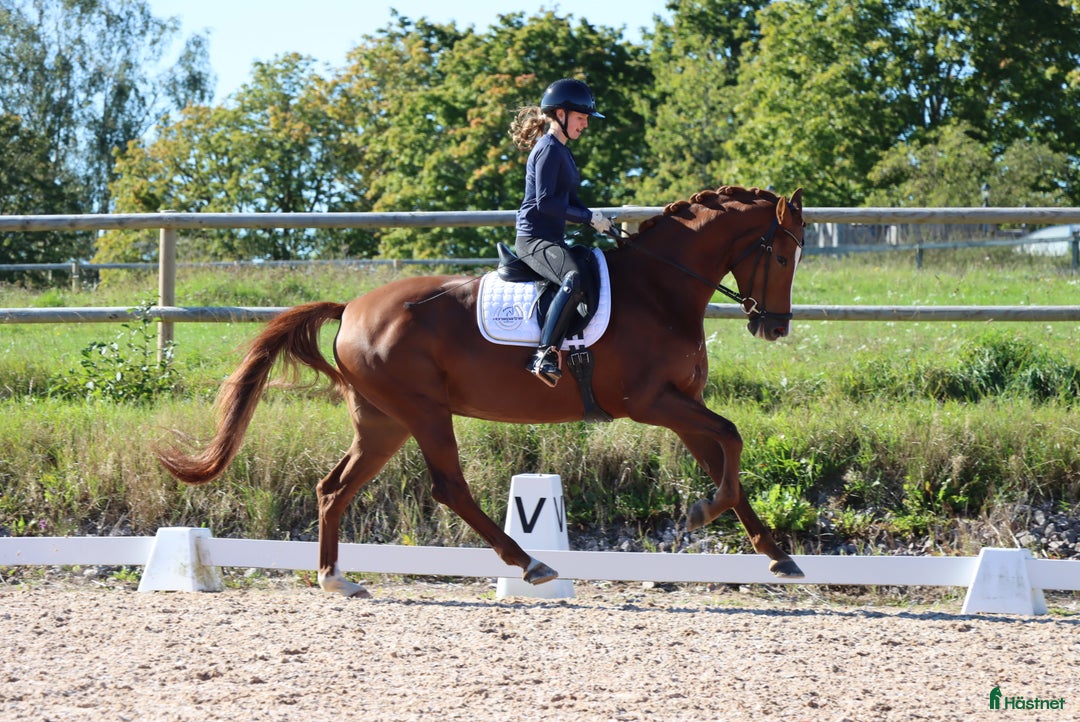 Dressyr hästar till salu: Lovande unghäst för framtiden  i Tranås - Annons 2