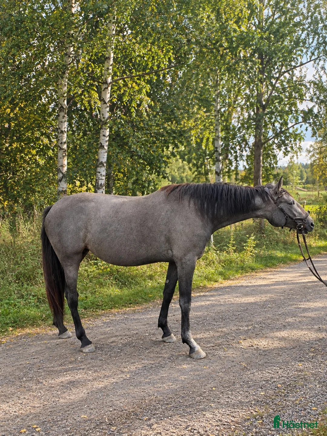 Allround hästar till salu: Pre-korsning - Annons 2