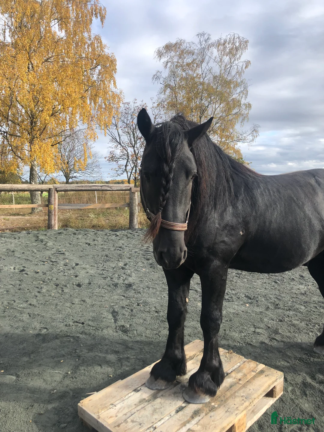 Övrigt hästar till salu: Känslig drömhäst ❤️ i Järpås - Annons 4