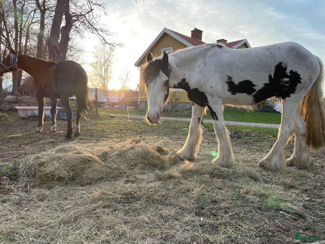 Allround hästar till salu: Fodervärd sökes  i Myresjö - Annons 18