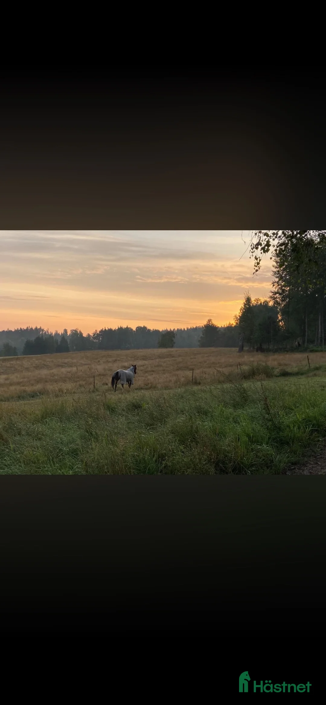  stallplats finnes: Stallplats på lösdrift eller box  i Sköldinge - Annons 2