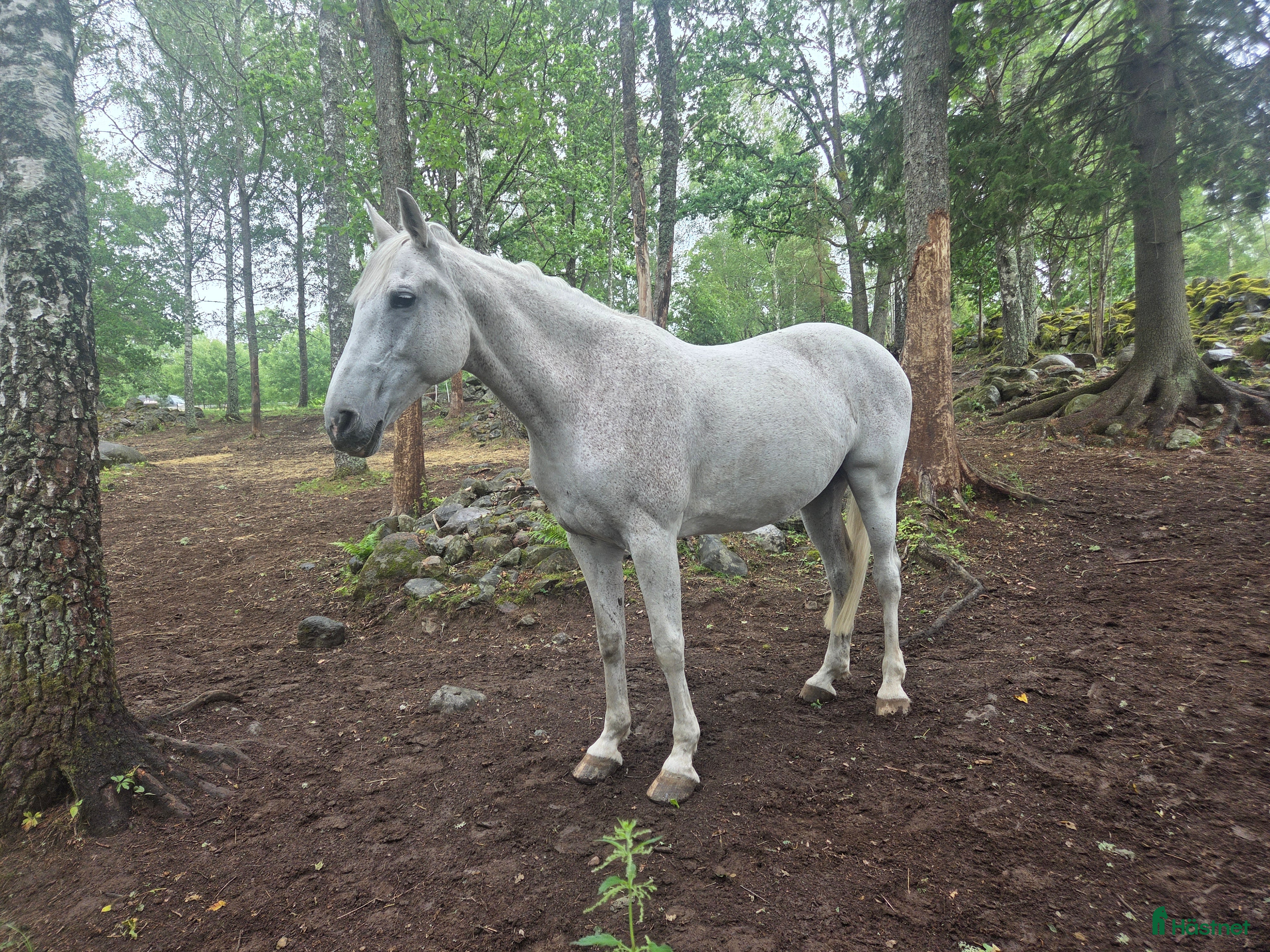  hästar Avel eller hobby  - Annons 10