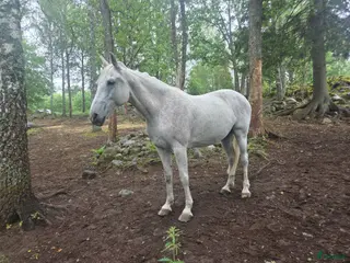 hästar Avel eller hobby - Annons 12