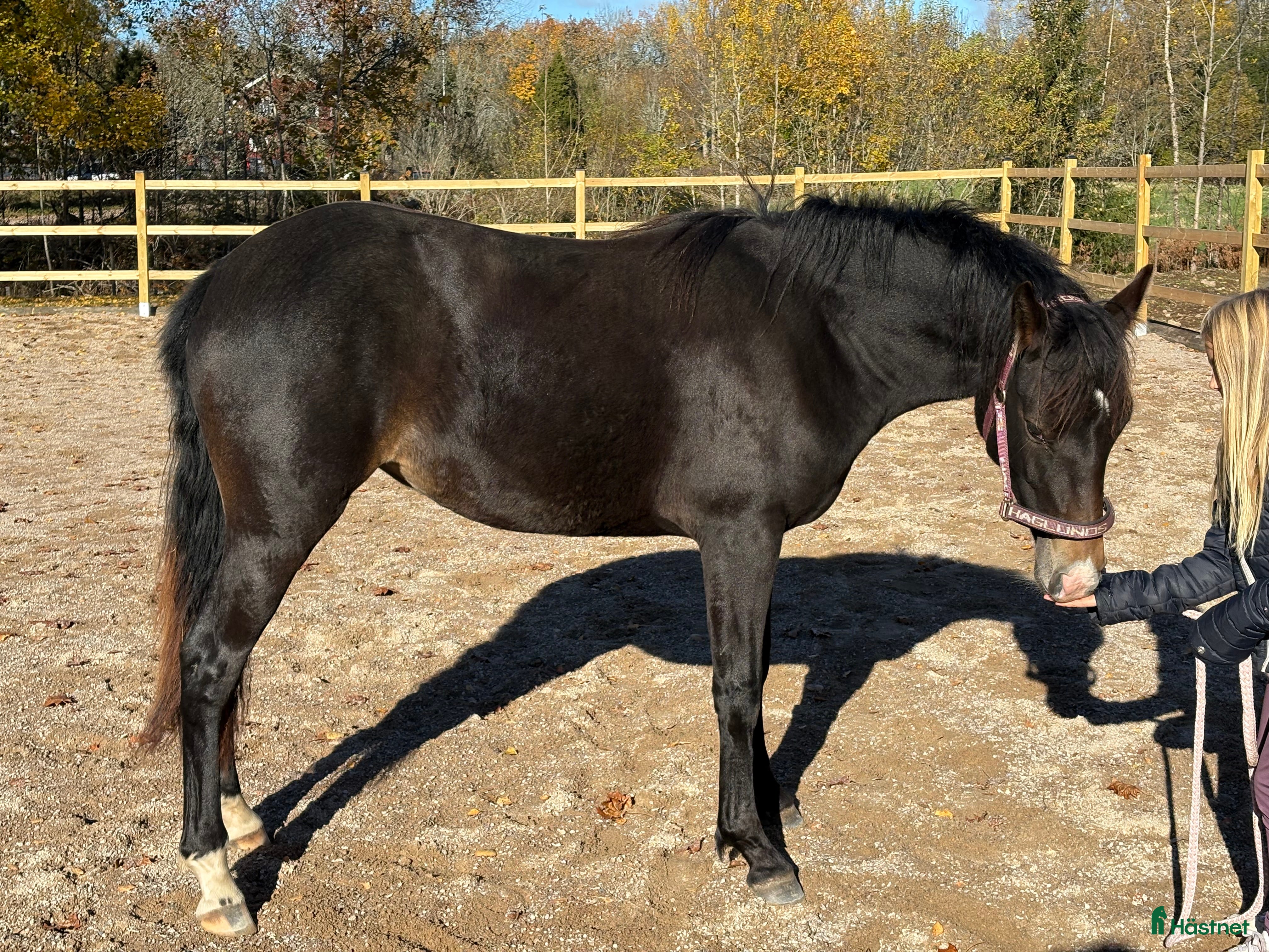  hästar Fina Pommes-ponnyn i Vetlanda - Annons 5