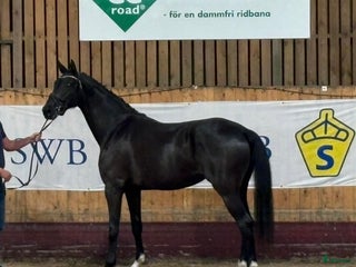 Dressyr hästar till salu: 3 års sto med unik stostam (76) för toppen! i Helsingborg - Annons 3