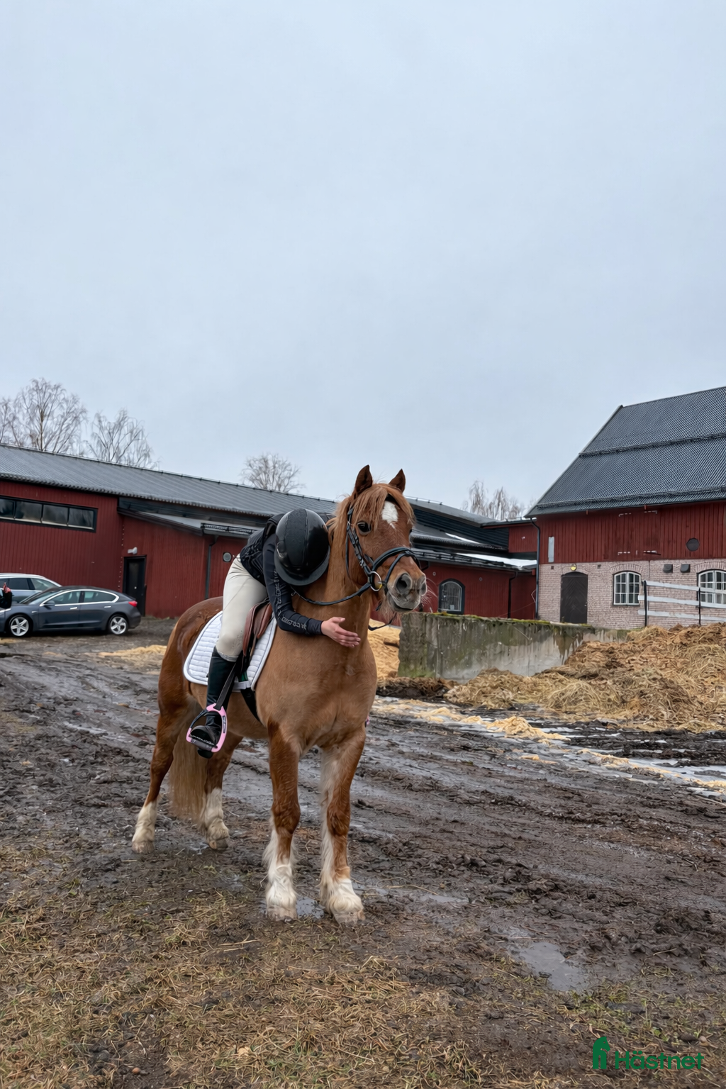  hästar SÖKES tränings-tävlingskompis - Annons 17