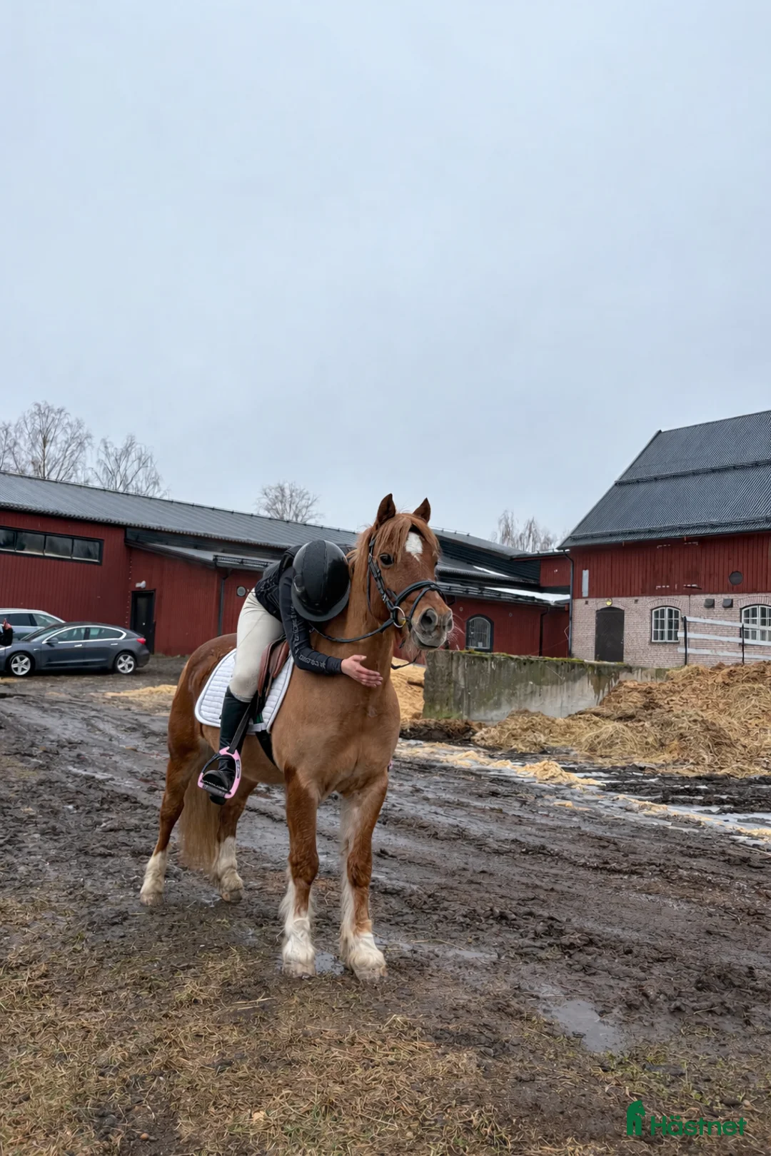 Allround hästar sökes: SÖKES tränings-tävlingskompis - Annons 1