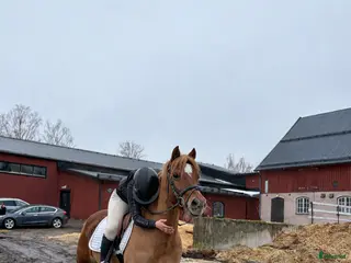 hästar SÖKES tränings-tävlingskompis - Annons 6